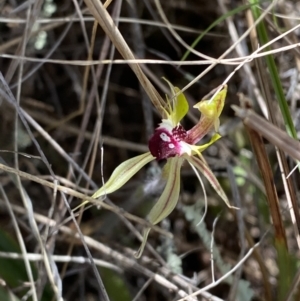 Caladenia parva at Rendezvous Creek, ACT - suppressed