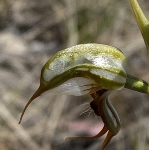 Oligochaetochilus hamatus at Rendezvous Creek, ACT - suppressed