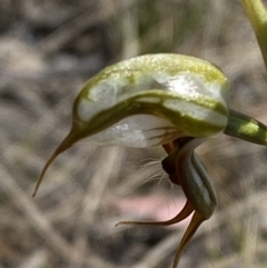 Oligochaetochilus hamatus at Rendezvous Creek, ACT - suppressed