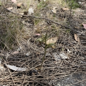 Oligochaetochilus hamatus at Rendezvous Creek, ACT - suppressed