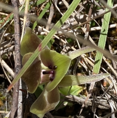 Chiloglottis valida (Large Bird Orchid) at Rendezvous Creek, ACT - 22 Oct 2023 by Tapirlord