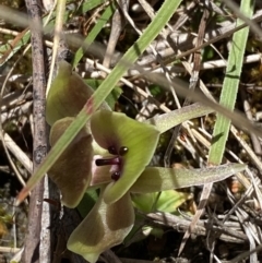 Chiloglottis valida (Large Bird Orchid) at Namadgi National Park - 22 Oct 2023 by Tapirlord