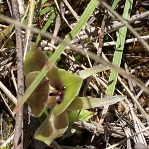 Chiloglottis valida at Namadgi National Park - 22 Oct 2023