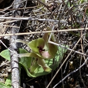 Chiloglottis valida at Namadgi National Park - suppressed