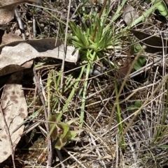 Chiloglottis valida at Namadgi National Park - suppressed