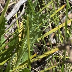 Senecio distalilobatus (Distal-lobe Fireweed) at Namadgi National Park - 22 Oct 2023 by Tapirlord
