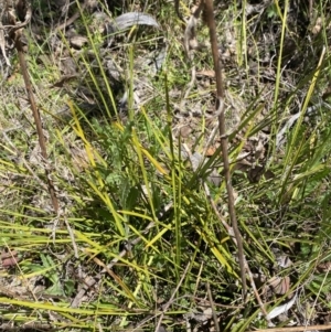 Senecio distalilobatus at Namadgi National Park - 22 Oct 2023