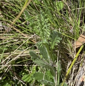 Senecio distalilobatus at Namadgi National Park - 22 Oct 2023