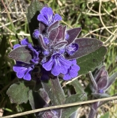 Ajuga australis (Austral Bugle) at Namadgi National Park - 22 Oct 2023 by Tapirlord