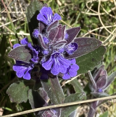 Ajuga australis (Austral Bugle) at Namadgi National Park - 22 Oct 2023 by Tapirlord