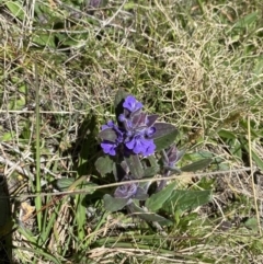 Ajuga australis at Namadgi National Park - 22 Oct 2023