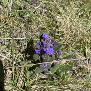 Ajuga australis at Namadgi National Park - 22 Oct 2023