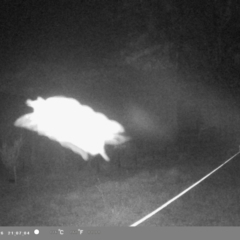 Petaurus sp. (A glider) at Wollondilly Local Government Area - 27 Nov 2023 by bufferzone