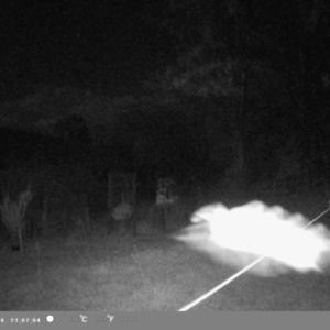 Petaurus sp. at Wollondilly Local Government Area - suppressed