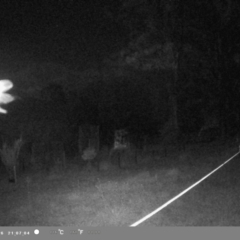 Petaurus sp. at Wollondilly Local Government Area - suppressed