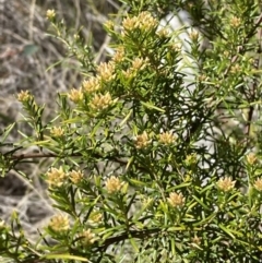 Ozothamnus thyrsoideus (Sticky Everlasting) at Rendezvous Creek, ACT - 22 Oct 2023 by Tapirlord