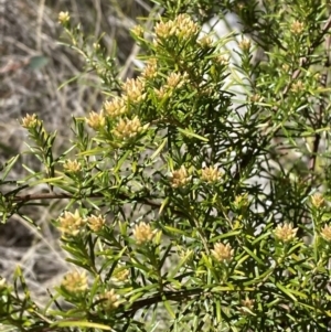 Ozothamnus thyrsoideus at Namadgi National Park - 22 Oct 2023 11:44 AM