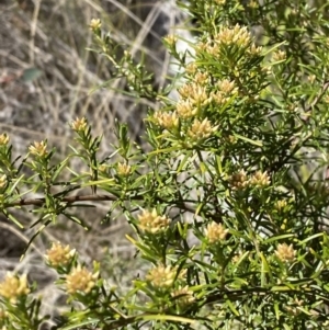 Ozothamnus thyrsoideus at Namadgi National Park - 22 Oct 2023