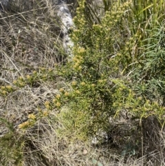 Ozothamnus thyrsoideus at Namadgi National Park - 22 Oct 2023
