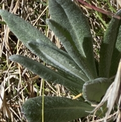 Senecio gunnii (Mountains Fireweed) at Namadgi National Park - 22 Oct 2023 by Tapirlord