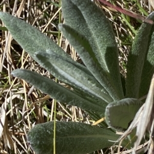 Senecio gunnii at Namadgi National Park - 22 Oct 2023 11:42 AM