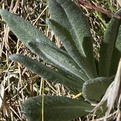 Senecio gunnii (Mountains Fireweed) at Rendezvous Creek, ACT - 22 Oct 2023 by Tapirlord