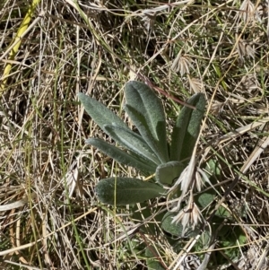 Senecio gunnii at Namadgi National Park - 22 Oct 2023 11:42 AM