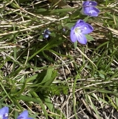 Veronica gracilis (Slender Speedwell) at Rendezvous Creek, ACT - 22 Oct 2023 by Tapirlord