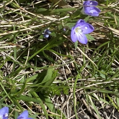 Veronica gracilis (Slender Speedwell) at Namadgi National Park - 22 Oct 2023 by Tapirlord