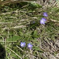 Veronica gracilis at Namadgi National Park - 22 Oct 2023