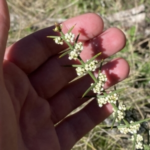 Discaria pubescens at Namadgi National Park - 22 Oct 2023