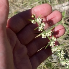 Discaria pubescens at Namadgi National Park - 22 Oct 2023 11:02 AM