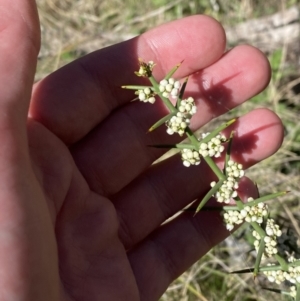 Discaria pubescens at Namadgi National Park - 22 Oct 2023