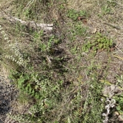 Discaria pubescens at Namadgi National Park - 22 Oct 2023