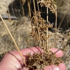 Juncus sarophorus at Namadgi National Park - 22 Oct 2023 10:54 AM