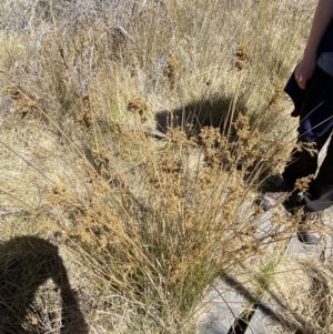 Juncus sarophorus at Namadgi National Park - 22 Oct 2023 10:54 AM