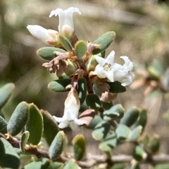 Acrothamnus hookeri (Mountain Beard Heath) at Namadgi National Park - 21 Oct 2023 by Tapirlord