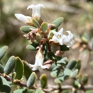 Acrothamnus hookeri at Namadgi National Park - 22 Oct 2023