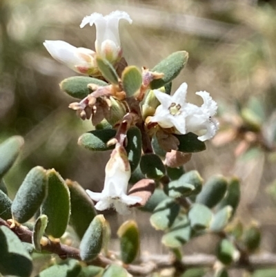 Acrothamnus hookeri (Mountain Beard Heath) at Rendezvous Creek, ACT - 21 Oct 2023 by Tapirlord