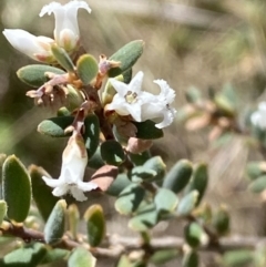 Acrothamnus hookeri at Namadgi National Park - 22 Oct 2023