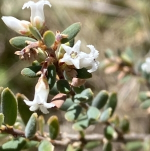 Acrothamnus hookeri at Namadgi National Park - 22 Oct 2023 10:52 AM