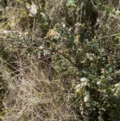 Acrothamnus hookeri at Namadgi National Park - 22 Oct 2023