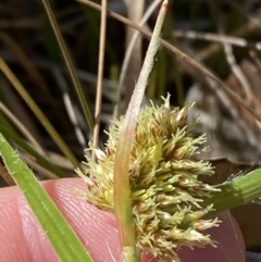 Luzula ovata (Pyramid Woodrush) at Namadgi National Park - 22 Oct 2023 by Tapirlord