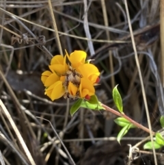 Pultenaea capitellata (Hard-head Bush-pea) at Namadgi National Park - 21 Oct 2023 by Tapirlord