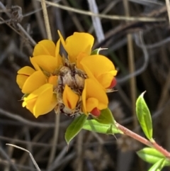 Pultenaea capitellata at Namadgi National Park - 22 Oct 2023