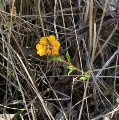 Pultenaea capitellata at Namadgi National Park - 22 Oct 2023