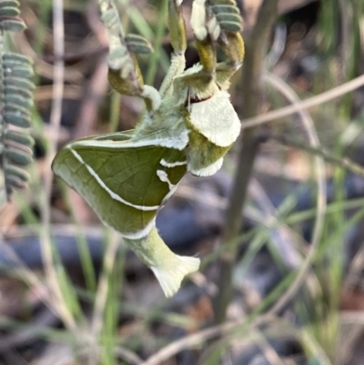 Aenetus ligniveren (Common Splendid Ghost Moth) at Rendezvous Creek, ACT - 21 Oct 2023 by Tapirlord