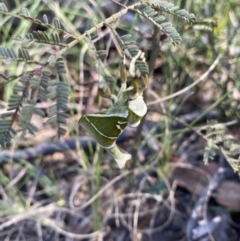 Aenetus ligniveren at Namadgi National Park - 22 Oct 2023