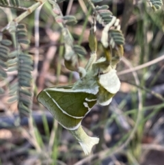 Aenetus ligniveren at Namadgi National Park - 22 Oct 2023