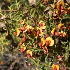 Daviesia ulicifolia subsp. ruscifolia at Namadgi National Park - 22 Oct 2023